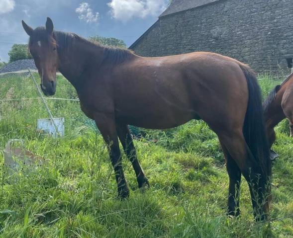 Poulain hongre de 2 ans
