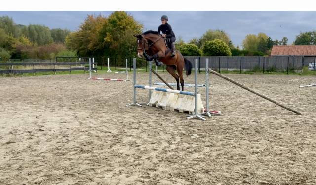 Malito d’orphee : selle français originel 4 ans 