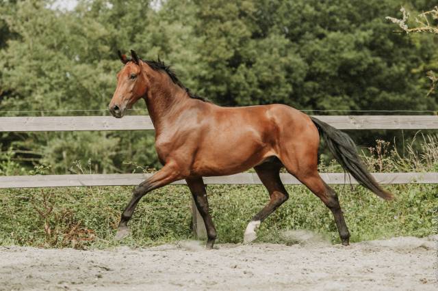Hongre - kwpn - 4 ans - dressage - france