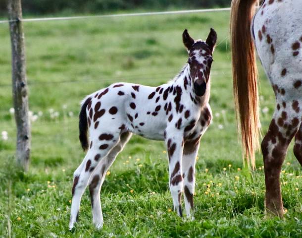 Poulain appaloosa léopard sport loisir