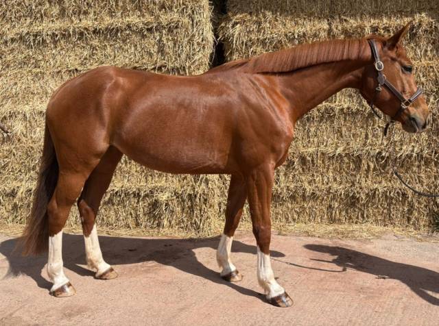 Jument 5 ans par bush vd heffink 