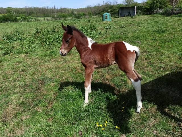 Poulain paint horse 2026