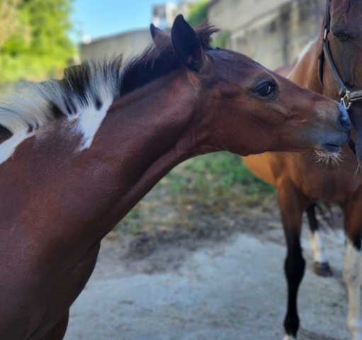 Poulain paint horse 2026