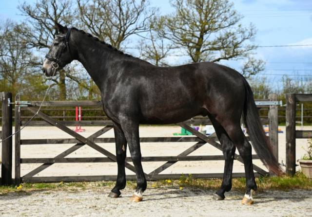 Superbe cheval hongre gris dressage et loisir