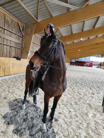 écurie de propriétaires - haras de la gerillais - 35360 boisgervilly
