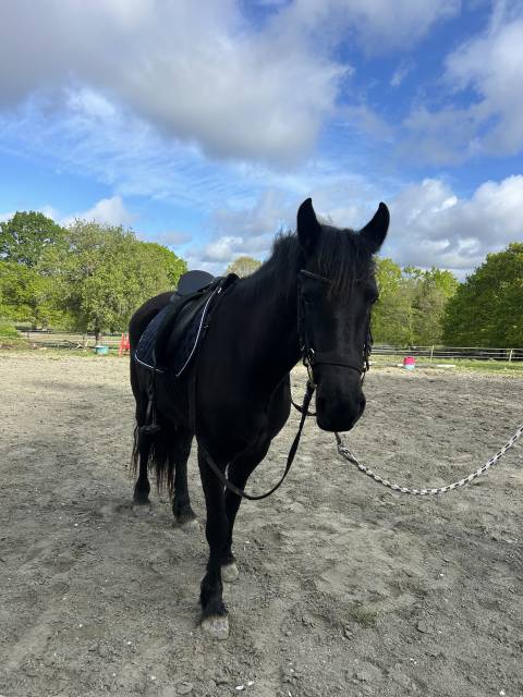 Recherche dp pour ma jument 