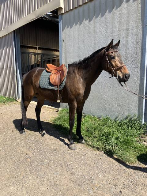 Cheval polyvalent 9 ans