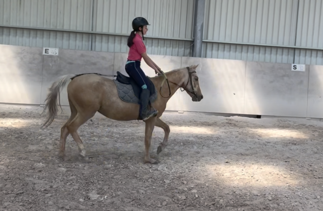 Gentil poney c 6 ans 140 cm palomino
