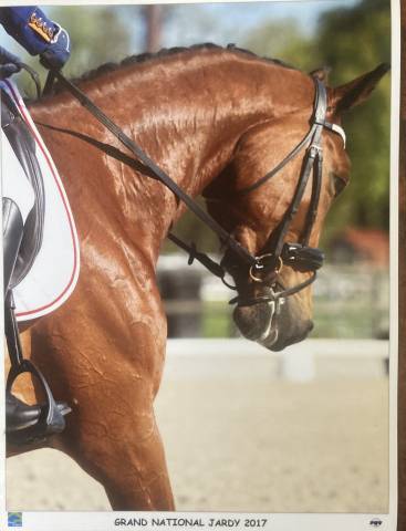 à vendre super jument de compétition de haut niveau de 