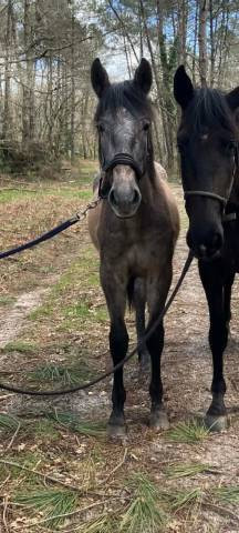 Vente jeune mâle pre