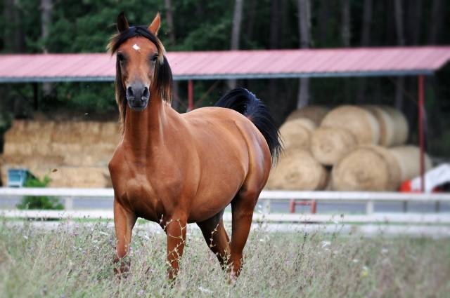 Harmattan izia, une jument arabe attachante de 8 ans