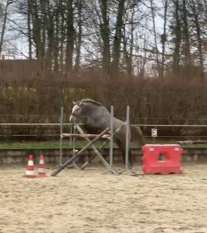 Poney de sport
