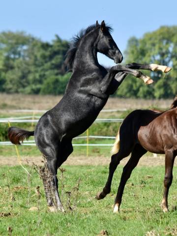 Super poulain de dressage par  sky frh