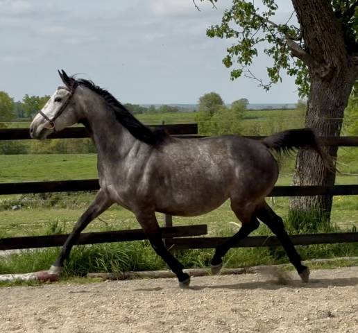 Poulinière pleine 2026
