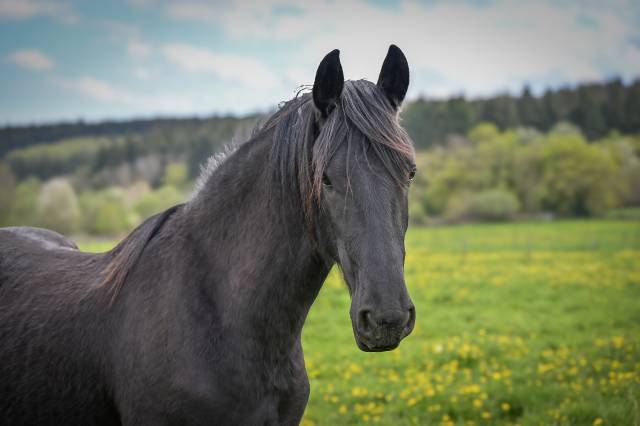 Magnifique pouliche de 2 ans frison plein papier