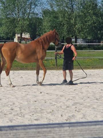 Demi-sang arabe (65%) 