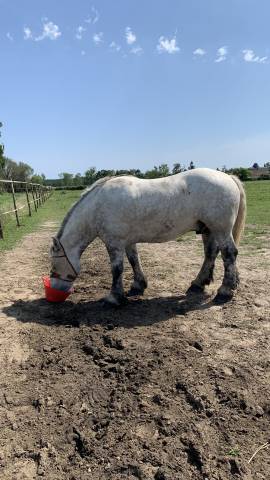 Hongre percheron 