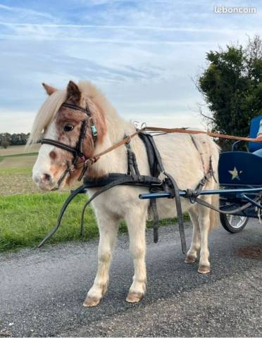 Poney oc débourré attelage 