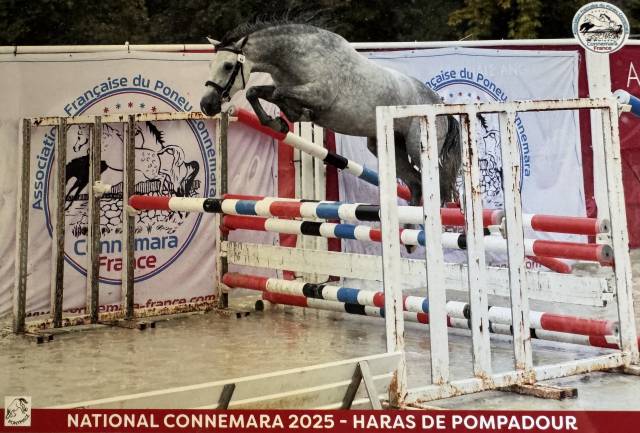 à vendre neifi opop des dauges