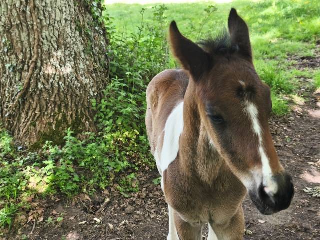 Poulain bai pie anglo pb