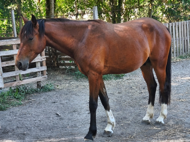 Hongre poney x cheval taille d