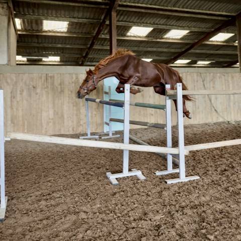 Selle français 3 ans 