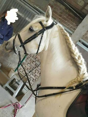 Duo camargue dressage – chevaux d’examen ffe  