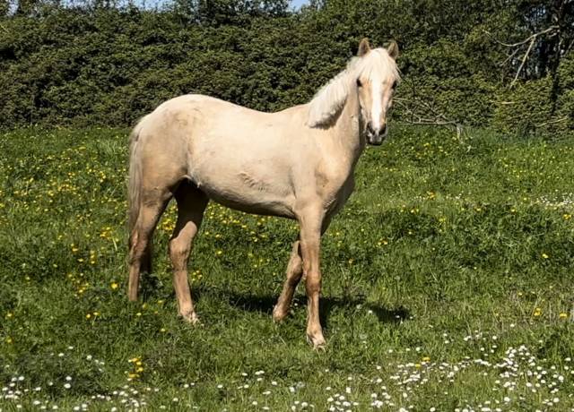 Hongre palomino 2 ans