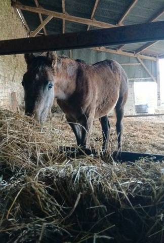 Phébé du pre seigneur