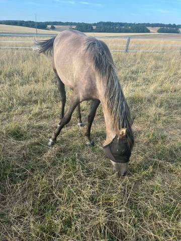 Phébé du pre seigneur