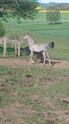 Pep's du pre seigneur