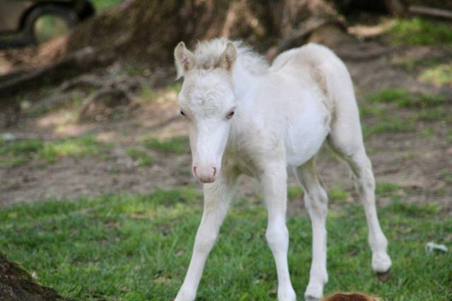 Poulain miniature français champagne overo dun