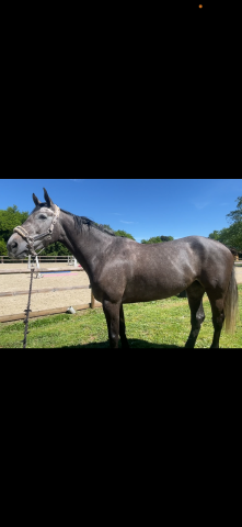 Jument sf 5 ans modèle et potentiel cso sérieux 