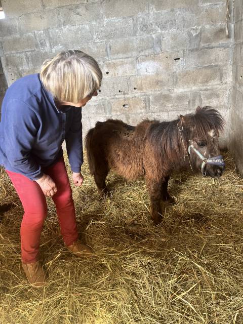 Puck d’alix 70 cm shetland pp