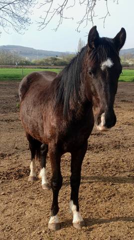 Selle francais noir de 2024