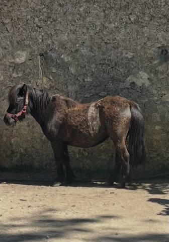 Ponette 1m00 – idéale enfant – montée et saute