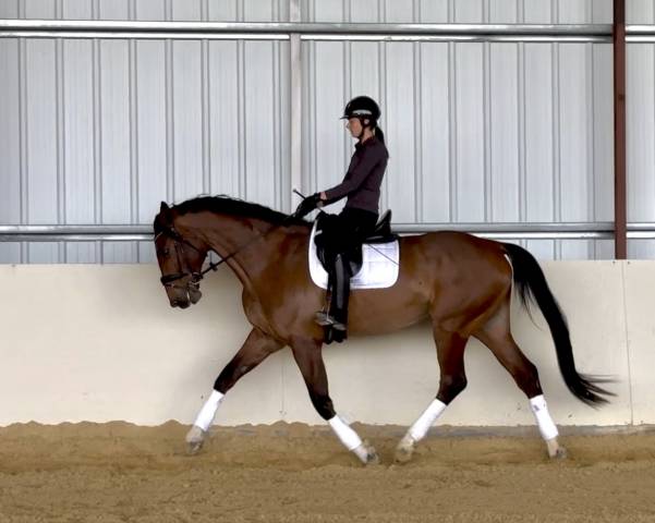 Hongre selle français 