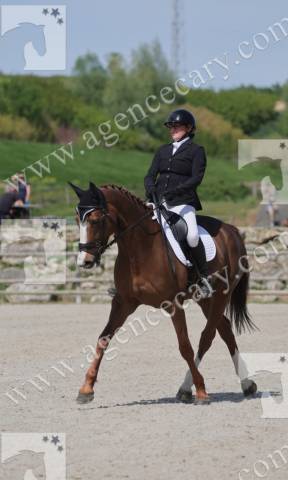 A vendre jument dressage 