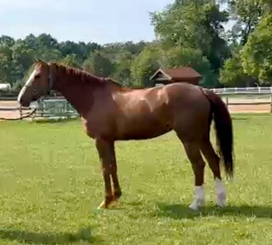 A vendre jument dressage 
