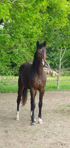 Pouliche oldenbourg - 2 ans - origines dressage