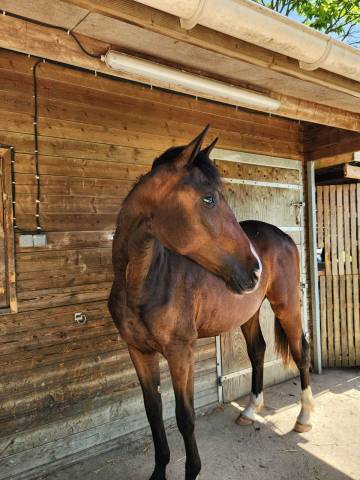Pouliche oldenbourg - 2 ans - origines dressage
