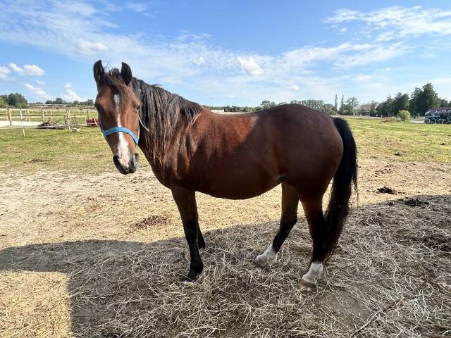 Poulinière pfs bonnes origines cso