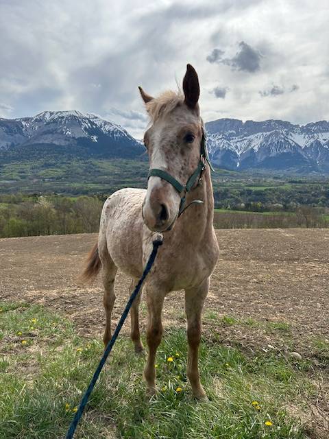 Vend pouliche 1 an, aes