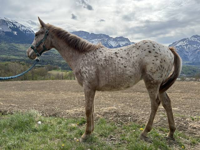 Vend pouliche 1 an, aes