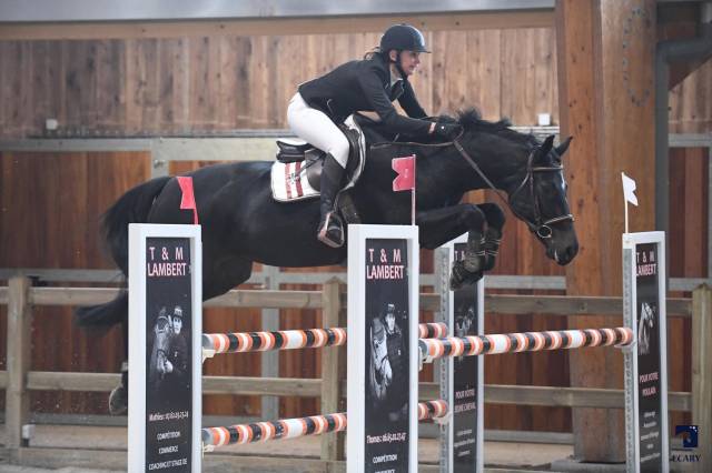 Magnifique poulain origines 5* ermitage x diarado