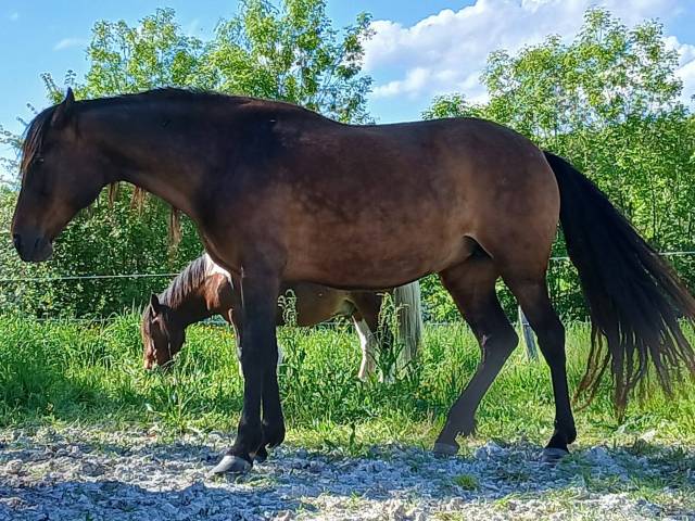 Jument espagnole 9 ans