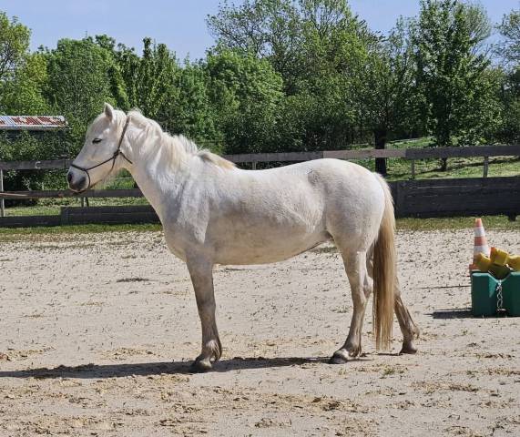 Jument pp camargue 5 ans