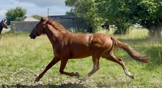 Cheval hongre 4 ans, gentil, loisir monté/attelé