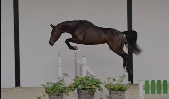 Jument d’avenir only d'hollaye  