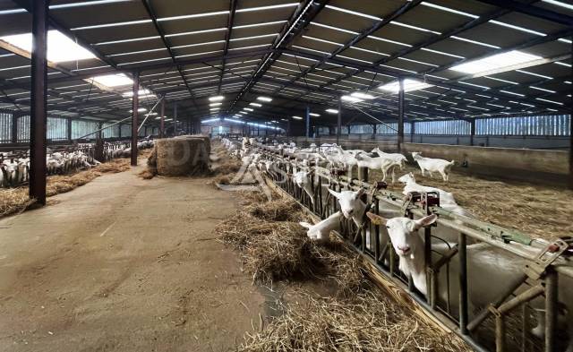 Exploitation caprine + transformation Ă la ferme